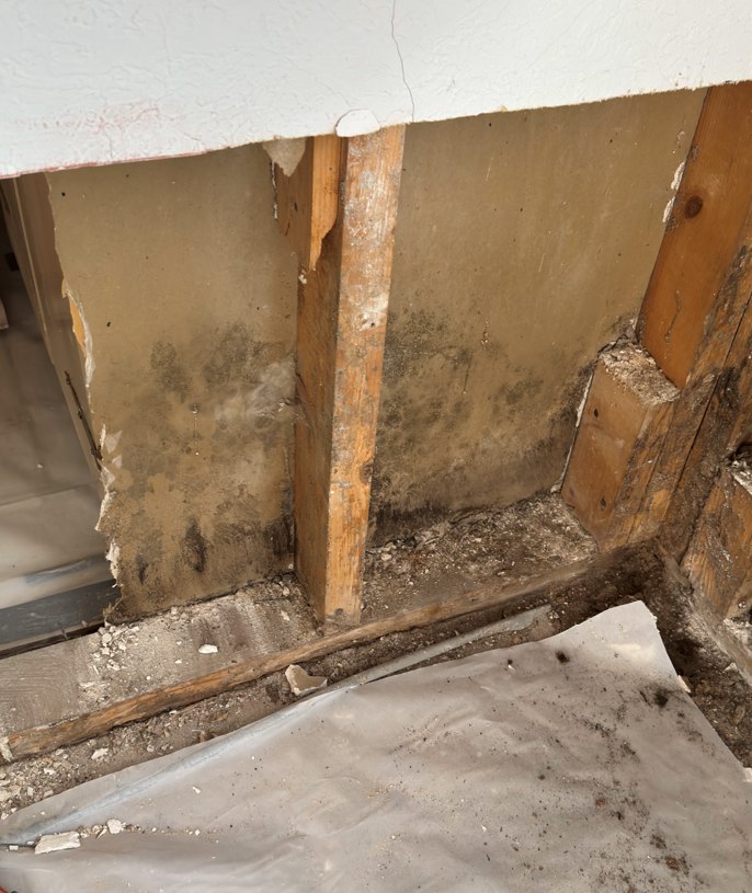 Mold growth on the back of drywall and wall framing exposed after the wall was opened up